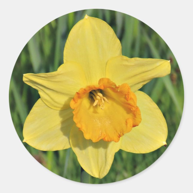 Daffodil Stickers (Front)