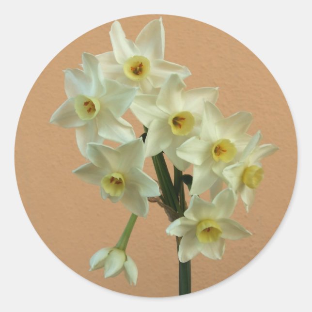 Daffodil Stickers (Front)