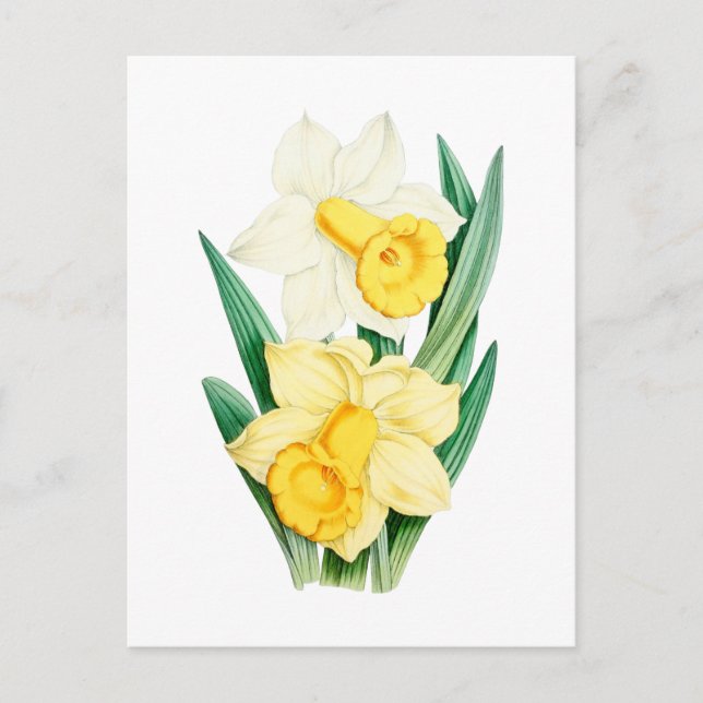 Daffodil Vintage Botanical Postcard (Front)