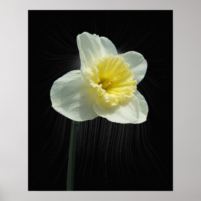 Daffodil w/warped sunburst ~ print