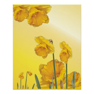 Daffodil Yellow Narcissus Retro Vintage Poster