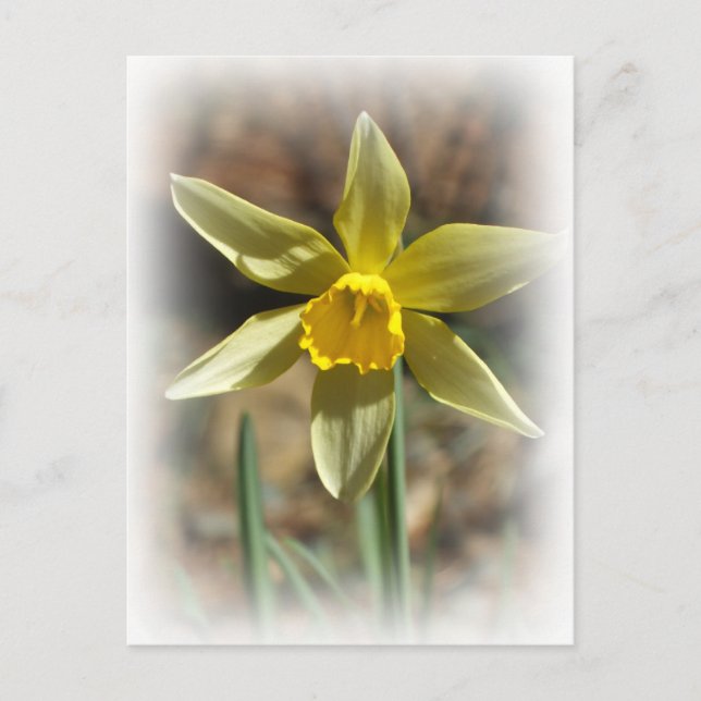 Daffodill Postcard (Front)
