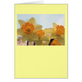 Daffodills (Front)