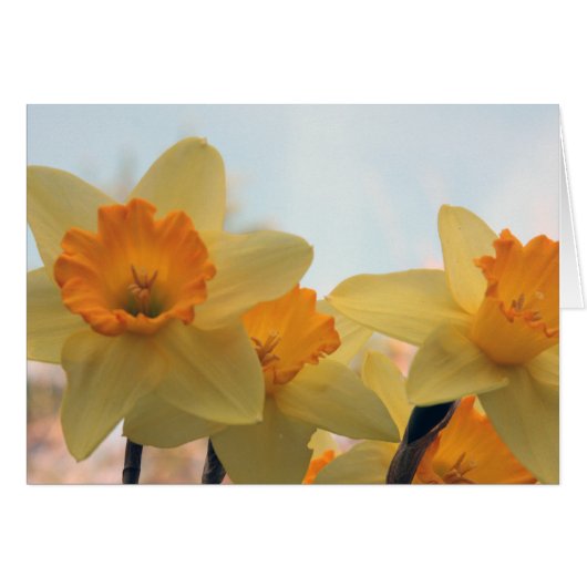 Daffodills (Front Horizontal)