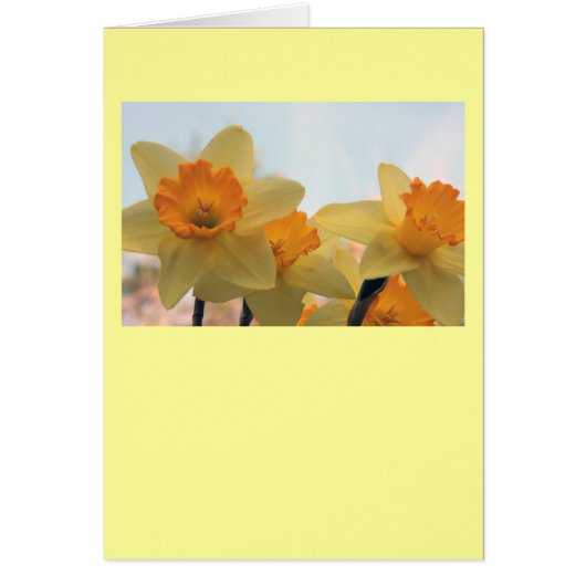 Daffodills Cards (Front)