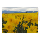 Daffodils (Front Horizontal)