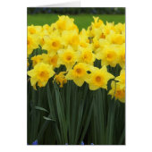 Daffodils (Front)