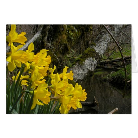 Daffodils 01 cards (Front Horizontal)