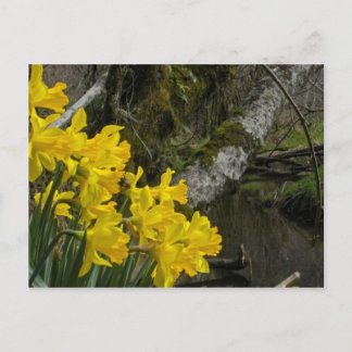Daffodils 01 postcard