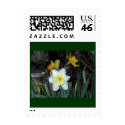 Daffodils 4 stamp