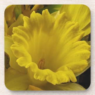Daffodils and Forsythia Coaster