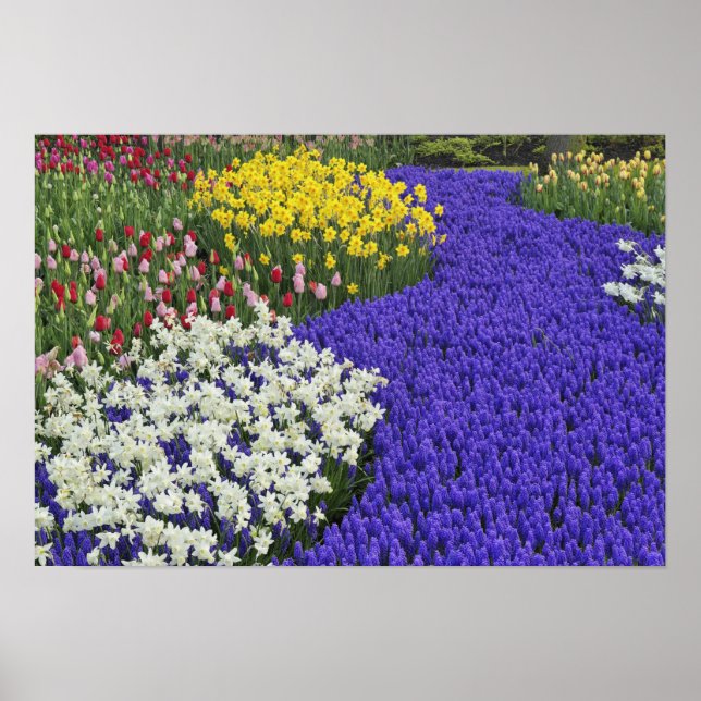 Daffodils and Grape Hyacinth, Keukenhof 2 Poster (Front)