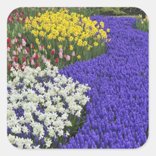 Daffodils and Grape Hyacinth Keukenhof 2 Square Sticker