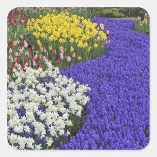 Daffodils and Grape Hyacinth, Keukenhof 2 Square Sticker