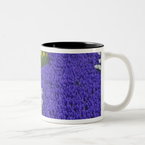 Daffodils and Grape Hyacinth Keukenhof 2 Two_Tone Coffee Mug