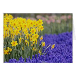 Daffodils and Grape Hyacinth, Keukenhof 3 Cards