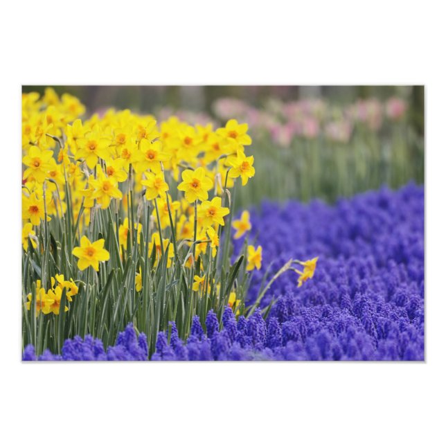 Daffodils and Grape Hyacinth, Keukenhof 3 Photo Print (Front)