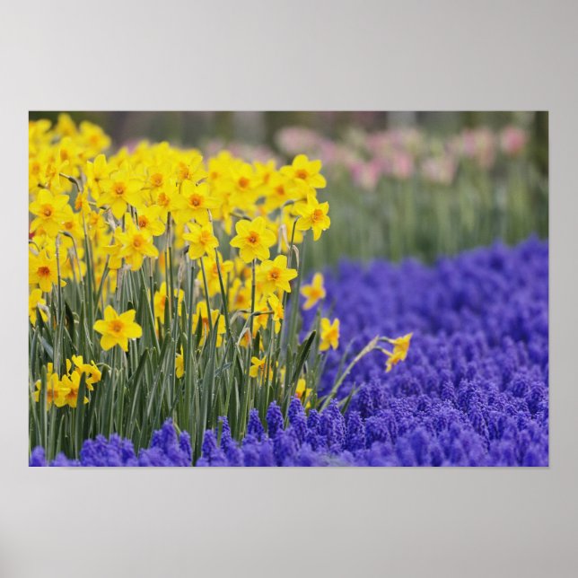 Daffodils and Grape Hyacinth, Keukenhof 3 Poster (Front)