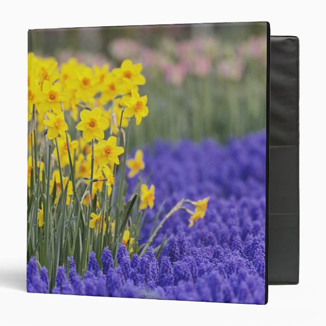 Daffodils and Grape Hyacinth, Keukenhof 3 Ring Binder (Front/Inside)