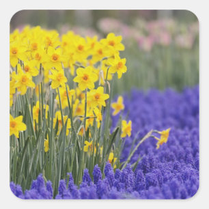 Daffodils and Grape Hyacinth, Keukenhof 3 Square Sticker