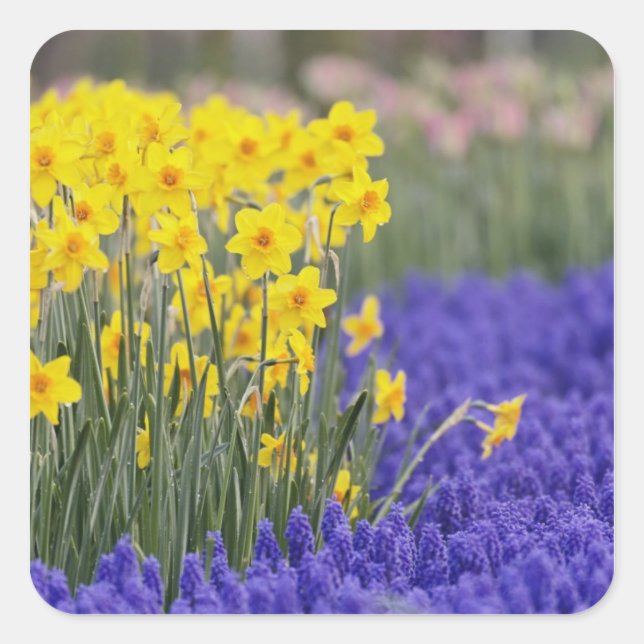 Daffodils and Grape Hyacinth, Keukenhof 3 Square Sticker (Front)