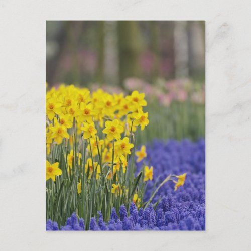 Daffodils and Grape Hyacinth Keukenhof Postcard