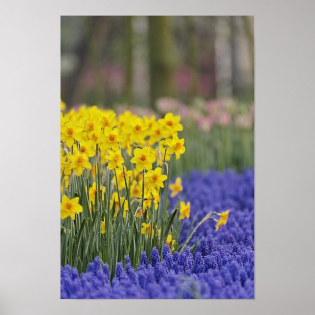Daffodils and Grape Hyacinth, Keukenhof Poster (Front)