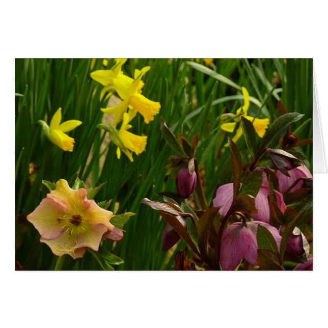 Daffodils and Lenten Roses Colorful Floral (Front Horizontal)