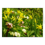 Daffodils and Lenten Roses Colorful Floral