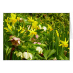 Daffodils and Lenten Roses Colorful Floral Cards