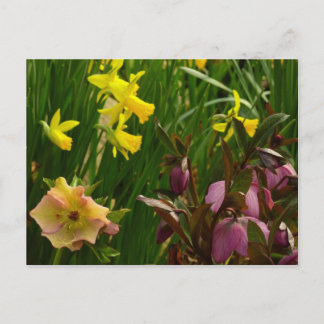 Daffodils and Lenten Roses Colorful Floral Postcard