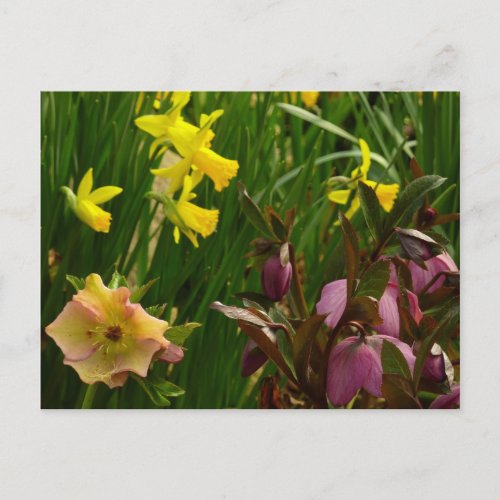 Daffodils and Lenten Roses Colorful Floral Postcard