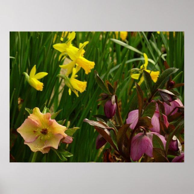 Daffodils and Lenten Roses Colorful Floral Poster (Front)