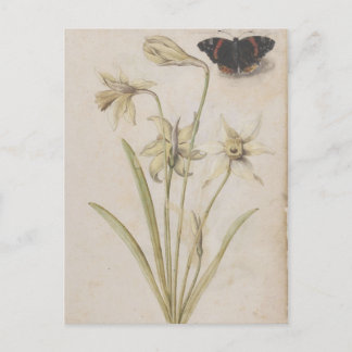 Daffodils and Red Admiral Butterfly by de Morgues Postcard