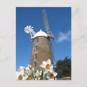 daffodils and windmill postcard