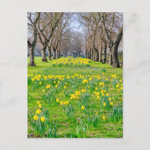 Daffodils at Greenwich London UK Postcard