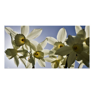 Daffodils blooming with a spring blue sky poster