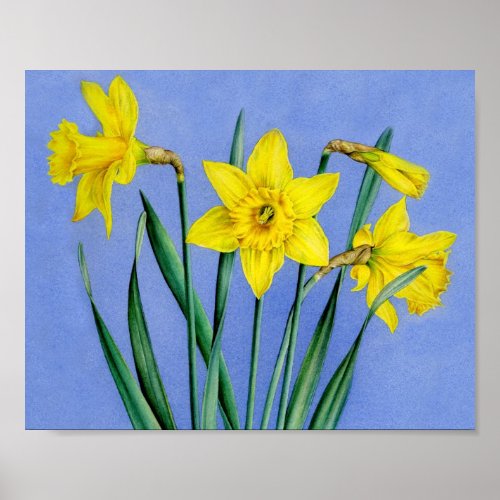 Daffodils botanical fine art poster print