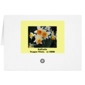 Daffodils Cards (Back Horizontal)