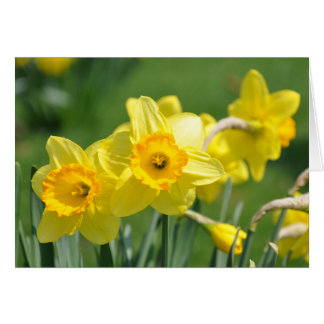 Daffodils Cards