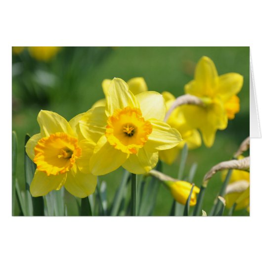 Daffodils Cards (Front Horizontal)