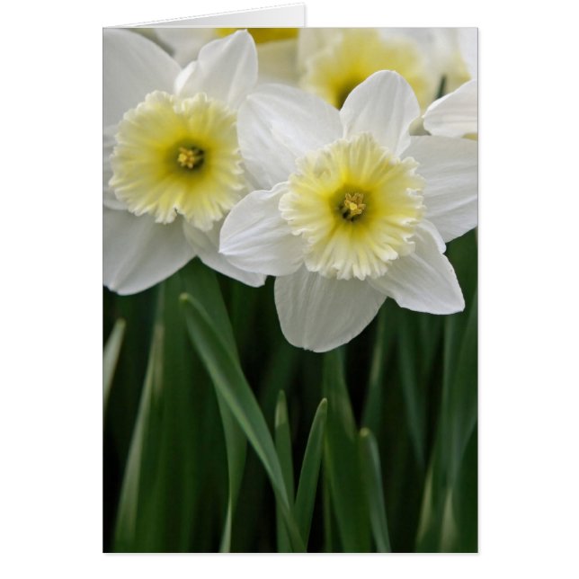 Daffodils Cards (Front)