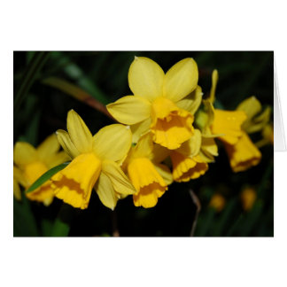 daffodils cards