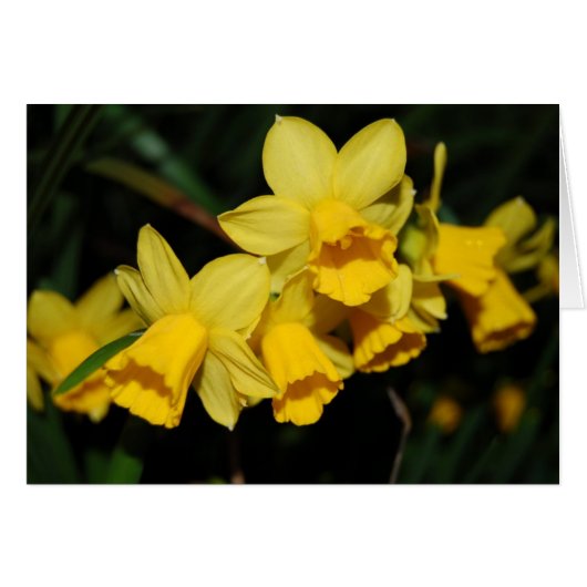 daffodils cards (Front Horizontal)