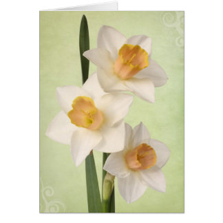 Daffodils Cards