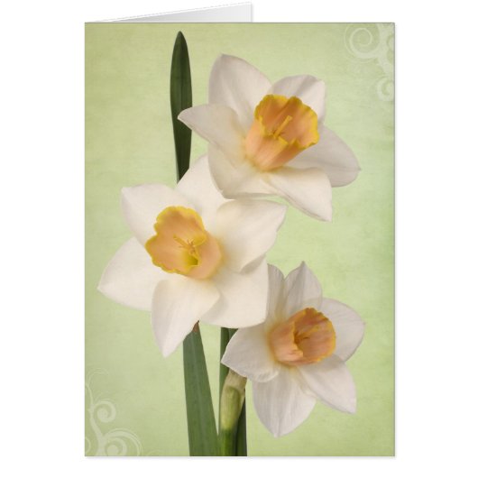 Daffodils Cards (Front)
