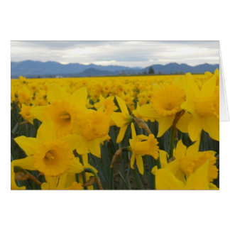 Daffodils Cards