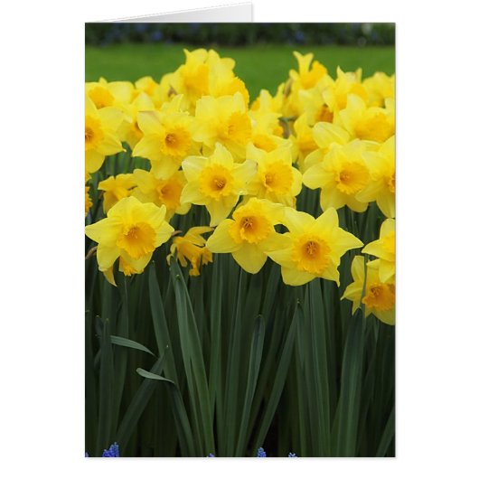 Daffodils Cards (Front)