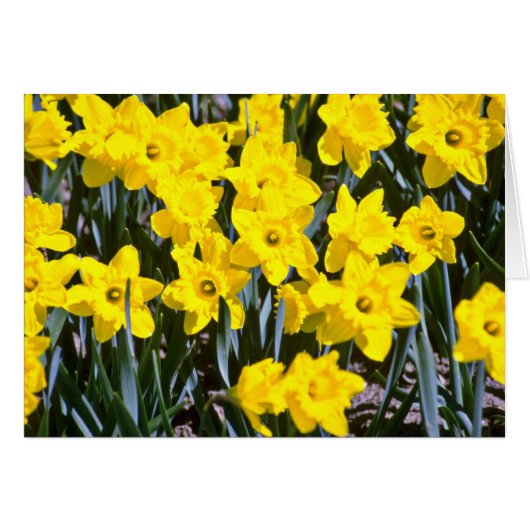 Daffodils flowers cards (Front Horizontal)