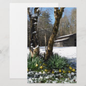 Daffodils flowers in the snow (Front/Back)